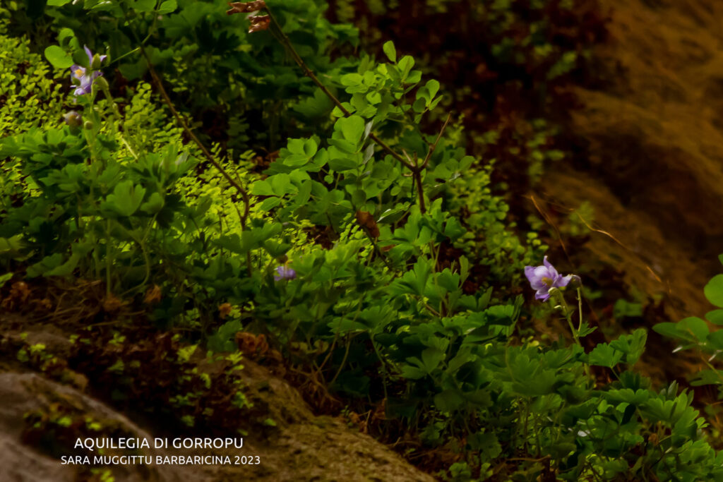 Aquilegia nuragica o di gorropu