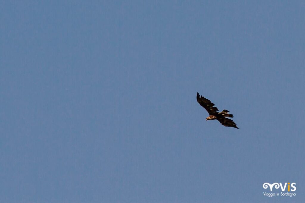 Aquila sul gennargentu